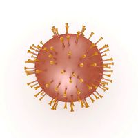 Corona Virus