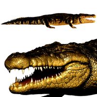 Crocodile