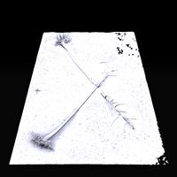 Desert Tree laying down 06 3D Scan