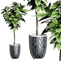 Potted plant 82