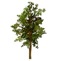Tree with leaf