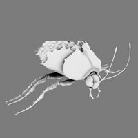 Cockroach