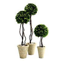 Boxwood Trees