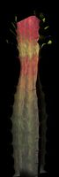 Euphorbia Trigona. maya