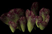 Adromischus Masculatus ,aya