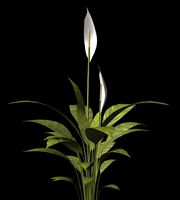 White Flag