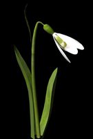 Snowdrop maya