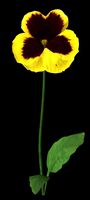 Pansy maya