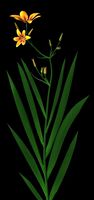 Candy Lily.cob