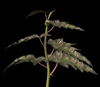 Sawtooth Begonia.obj