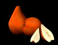 Pear Bosc.cob