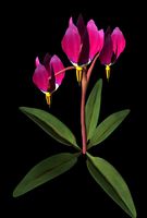 Shooting Star.obp