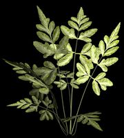 Variegated Pteris Fern.obp