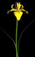 Yellow Iris.obp