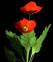 Red Corn Poppy.obp