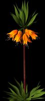 Crown Imperial Fritillaria.obp
