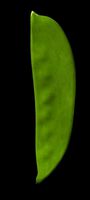 Snow Pea.obp
