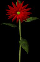 Velvet Queen Helianthus.max