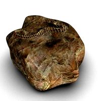 Sea horse fossil