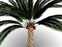 Palm tree with dates