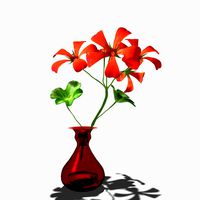 Geranium flower