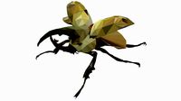 Expanses GiantBeetle03