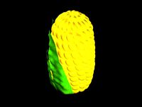corn cob