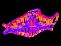abstract fish