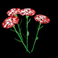 carnation flower