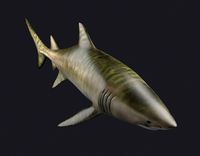 Tiger skin shark Tiger Shark weasel large fish