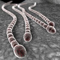 Anabaena bacteria