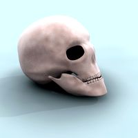 Skull