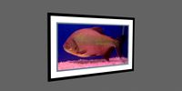 Photo Frame - fish - Perana