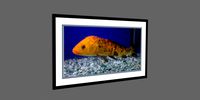 Photo Frame - Fish - Red Spot Carp