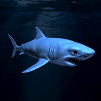 Great white shark