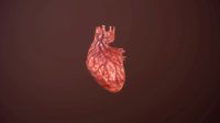 Heart animation heartbeat human organ Low-poly 3D model