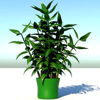 Dracaena