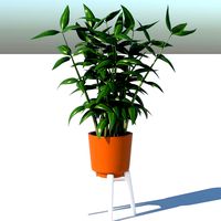 Dracaena and Pot