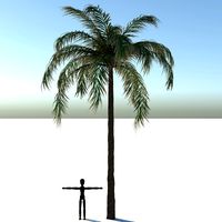 Queen Palm Tree