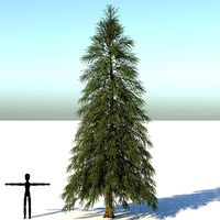 Abies Fraseri Tree
