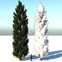 Season Tuscan Cypress Tree