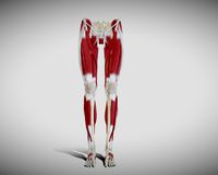 Female lower limb anatomy