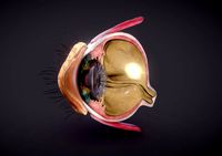 Eye Cross section Anatomy
