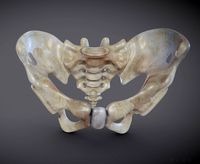Pelvis skeleton