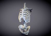 Human Torso Skeleton