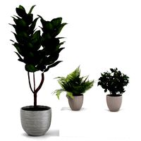 Potted indoor plants