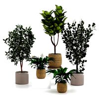 Potted indoor plants
