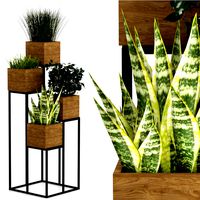 Potted indoor plants