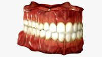 gums and realistic teeth