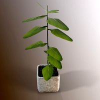 Little tree